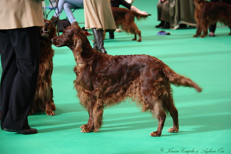 Crufts2011 026.jpg